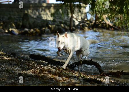 Mélange Husky blanc dans la nature Banque D'Images