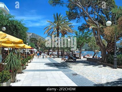 Promenade en pin, Port Pollenca, Majorque, Iles Baléares, Espagne Banque D'Images