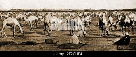 WWI - LA BRIGADE IMPÉRIALE CORP DE CHAMEAU (ICCB) était une brigade d'infanterie montée à dos de chameau que l'Empire britannique a levée en décembre 1916 pour servir au Moyen-Orient. Initialement très petit, il a grandi jusqu'à une brigade de quatre bataillons (Grande-Bretagne, Nouvelle-Zélande et deux d'Australie). Cette image montre les chameaux « à l'ancre » après le transport. Banque D'Images