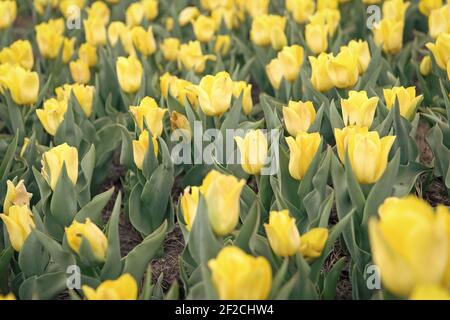 Travailler avec des usines. Un champ de tulipes incroyable en Hollande. Relax et gestion du stress. Tulipes au printemps. Fond floral printanier. Pays-Bas. Tulipes dans le jardin. Paysage de printemps avec fleurs. Banque D'Images