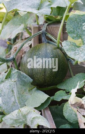 Curcubita croissant sur un tas de compost. L'oïdium sur courge plante. Banque D'Images