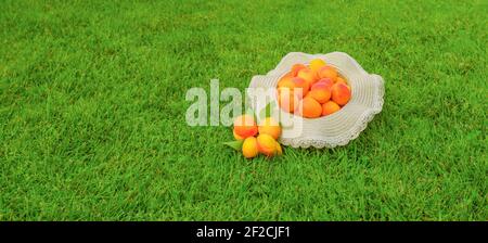 Banderoles de fruits abricots fraîchement récoltés sur fond d'herbe verte. Bande de bannière abricot biologique mûr. Concept de fruits de récolte de produits locaux. Propre Banque D'Images