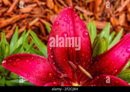 Pédale de Lily avec gouttes d'eau Banque D'Images
