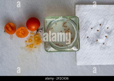 Comment conserver les graines de tomate en utilisant la méthode de fermentation. Faire tremper les graines de tomate, les laisser tremper pendant 1-2 jours puis sécher complètement pendant plusieurs jours, puis les conserver. Banque D'Images