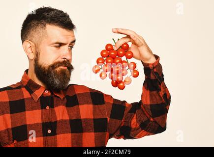 Homme avec barbe détient les petits fruits tomate isolé sur fond blanc. Avec l'agriculteur en question ne retient tas de tomates cerises. L'agriculture et de l'automne. Guy montre sa moisson Banque D'Images