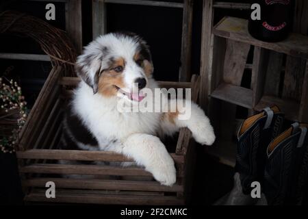 Mignon chiot berger australien dans une boîte en bois vintage Banque D'Images