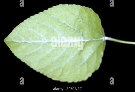 Populus heterophylla - NRCS 1. Banque D'Images