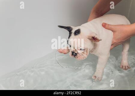 Bulldog français au salon de coiffure avec bain Banque D'Images