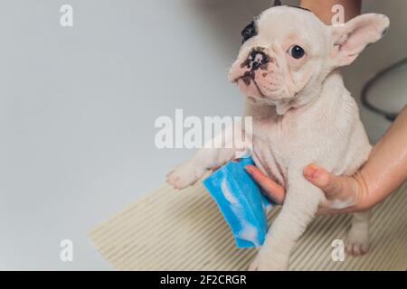 Bulldog français au salon de coiffure avec bain Banque D'Images