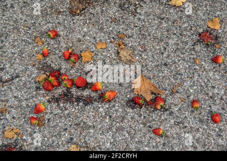 Beaucoup de fraises ont chuté dans une rue, ont frappé des fruits rouges sur le sol, concept de la perte de nourriture, tas de fraises gaspillés que quelqu'un les a jetés Banque D'Images