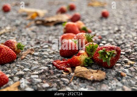 Beaucoup de fraises ont chuté dans une rue, ont frappé des fruits rouges sur le sol, concept de la perte de nourriture, tas de fraises gaspillés que quelqu'un les a jetés Banque D'Images