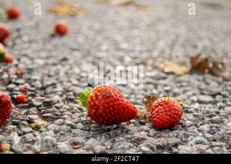 Beaucoup de fraises ont chuté dans une rue, ont frappé des fruits rouges sur le sol, concept de la perte de nourriture, tas de fraises gaspillés que quelqu'un les a jetés Banque D'Images