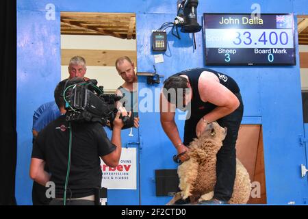 John Dalla représente l'Australie au World Sheep Shearing champs France 2019 Banque D'Images