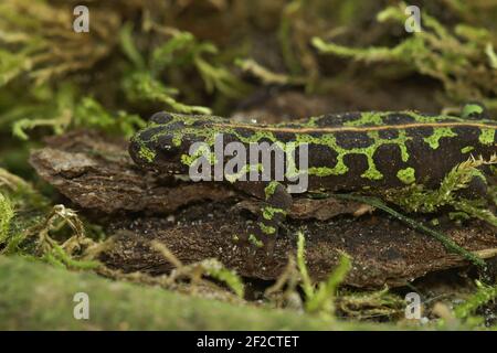 Un cliché sélectif d'un jeune Newt marbré terrestre bien camouflé, Triturus marmoratus, sur de la mousse verte Banque D'Images