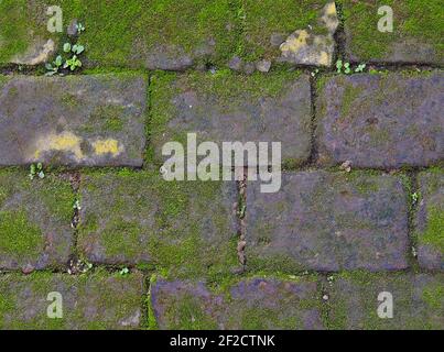 Un gros plan d'un vieux mur extérieur avec des briques recouvertes de mousse verte. Banque D'Images