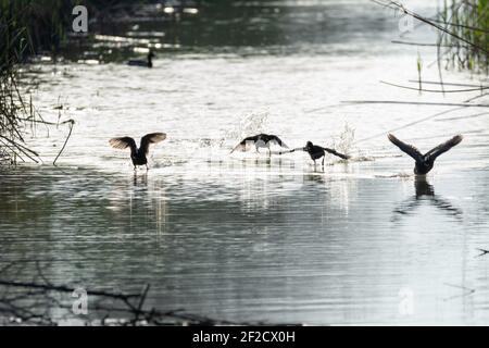 Coq commun, (Fulica atra) troupeau d'oiseaux d'eau sauvage dans un lac, en vol, parmi les roseaux et les roseaux, début du printemps, faune dans le parc naturel de majorque Banque D'Images