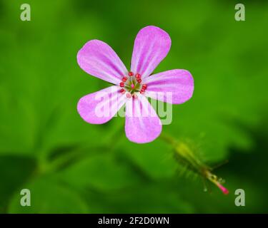 Fleur de Robert d'herbe dans le détail sur un fond vert dans East King County dans l'ouest de l'État de Washington Banque D'Images