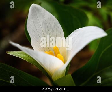 La fleur Trillium s'ouvre au début du printemps pour révéler leur jaune centrer dans la fleur blanche Banque D'Images