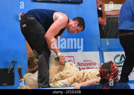 Andrew Mudge représentant l'Angleterre aux Championnats du monde de tonte de mouton, France 2019 Banque D'Images