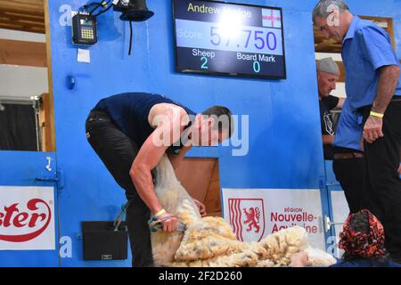 Andrew Mudge représentant l'Angleterre aux Championnats du monde de tonte de mouton, France 2019 Banque D'Images