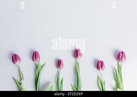 Une rangée de tulipes roses espacées sur fond blanc pour le printemps. Banque D'Images