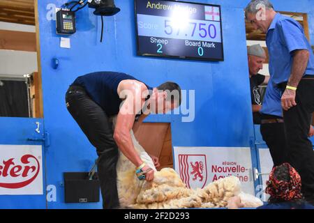 Andrew Mudge représentant l'Angleterre aux Championnats du monde de tonte de mouton, France 2019 Banque D'Images