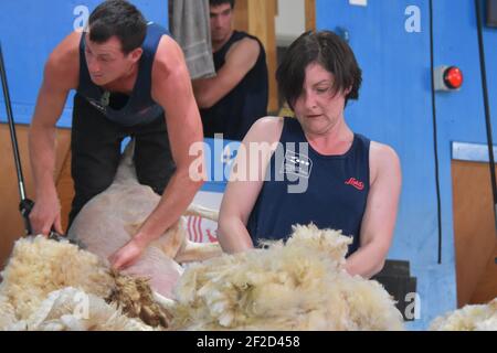 Audrey Lamb participe à la finale mondiale de la lainages Banque D'Images