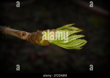 les feuilles de châtaignier se déplient d'un bourgeon au début du printemps Banque D'Images