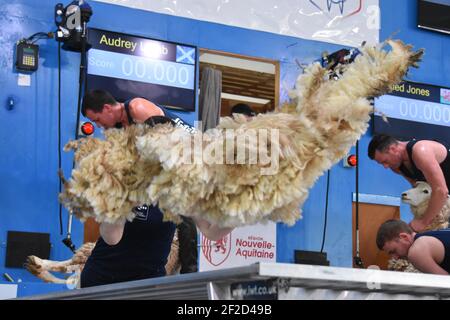Audrey Lamb participe à la finale mondiale de la lainages Banque D'Images