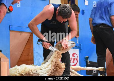 En compétition aux Championnats du monde de tonte de mouton, france 2019 Banque D'Images