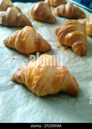 Croissants fraîchement cuits sur une plaque de cuisson avec du papier parchemin. Banque D'Images