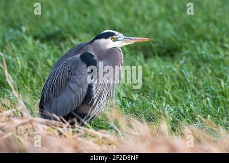 Un grand héron bleu détaillé dans le profil en vert et Herbe brune dans la vallée de Skagit de l'État de Washington Banque D'Images