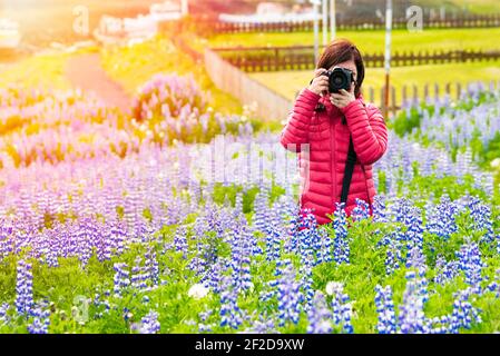 Femme photographe prenant des photos dans un champ de fleurs sauvages lupin en pleine floraison le jour d'été Banque D'Images