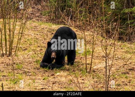 Ours noir agenouillé sur les jambes avant, mangeant de l'herbe de printemps dans la région de Stikine, dans le nord-ouest de la Colombie-Britannique, au Canada. Les ours ont faim après un long hiver froid. Banque D'Images