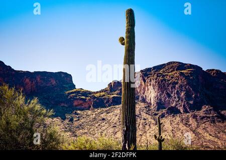 Un grand cactus saguaro avec un petit bras situé en hauteur contre un ciel bleu et des montagnes accidentées au parc national de Picacho Peak à Picacho, AZ, Etats-Unis Banque D'Images