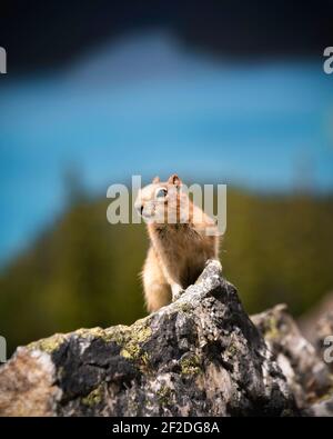 Un écureuil de terre à la manée dorée en alerte avec le lac Peyto emblématique en arrière-plan dans le parc national Banff. Banque D'Images