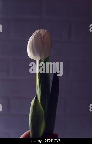 la tulipe blanche délicate sur fond violet brille de lumière du jour Banque D'Images
