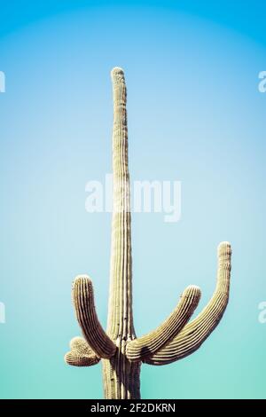 Un cactus Saguaro isolé avec des bras gestants vers le haut contre un ciel sans nuages dans le désert de Sonoran en Arizona, États-Unis dans le bleu pâle, verts, Banque D'Images