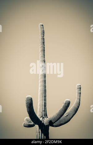 Cactus Saguaro isolé avec bras gestants vers le haut contre un ciel sans nuages dans le désert de Sonoran en Arizona, Etats-Unis en ton sépia Banque D'Images