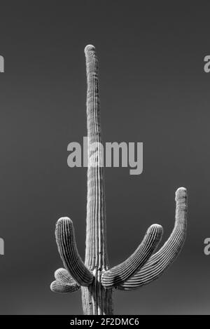 Cactus Saguaro isolé avec bras gestants vers le haut contre un ciel sans nuages dans le désert de Sonoran en Arizona, Etats-Unis en noir et blanc Banque D'Images