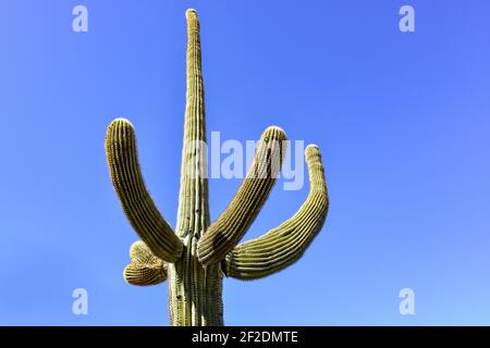 Cactus Saguaro isolé avec bras gestants vers le haut contre un ciel bleu sans nuages dans le désert de Sonoran en Arizona, Etats-Unis Banque D'Images