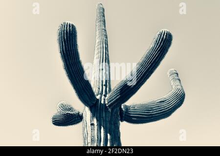 Cactus Saguaro isolé avec bras gestants vers le haut contre un ciel sans nuages dans le désert de Sonoran en Arizona, Etats-Unis en ton sélénium Banque D'Images