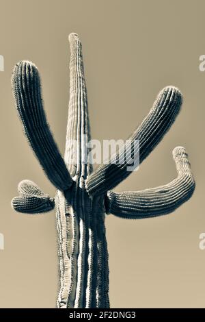 Un cactus Saguaro isolé avec des bras gestants vers le haut contre un ciel sans nuages dans le désert de Sonoran en Arizona, Etats-Unis, en ton divisé Banque D'Images