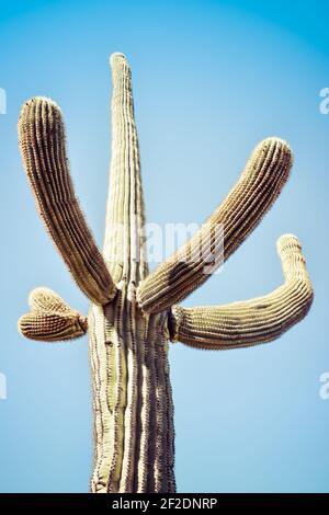 Cactus Saguaro isolé avec bras gestants vers le haut contre un ciel bleu pâle sans nuages dans le désert de Sonoran en Arizona, Etats-Unis Banque D'Images