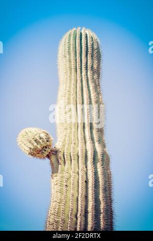 Gros plan d'un cactus Saguaro isolé avec un nouveau bras de départ, contre un ciel bleu pâle sans nuages dans le désert de Sonoran, dans le sud de l'Arizona, aux États-Unis Banque D'Images