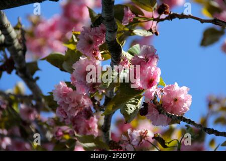 Cerisiers en fleurs sur une branche Banque D'Images