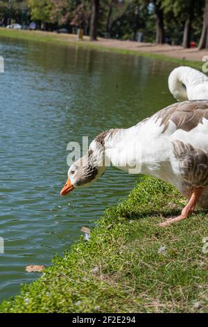 Anser.genre d'anseriformes oiseaux de la famille Anatidae.Oies. Espèces, Anser anser et Anser cygnoides, races d'oies domestiquées. Photo verticale Banque D'Images