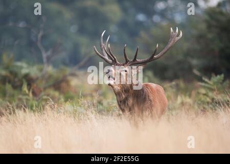 Cerf de Red Deer en temps de rut, cerf, Cervus elaphus Banque D'Images