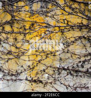 L'hiver, un enchevêtrement de vignes sans feuilles crée un motif complexe sur le béton exposé avec des teintes jaunes, grises et blanches Banque D'Images
