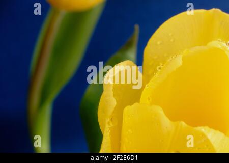 Photo macro de gouttelettes d'eau étincelant sur des pétales de tulipe jaunes. Le fond est bleu foncé avec une autre tulipe jaune et des feuilles vertes. Banque D'Images
